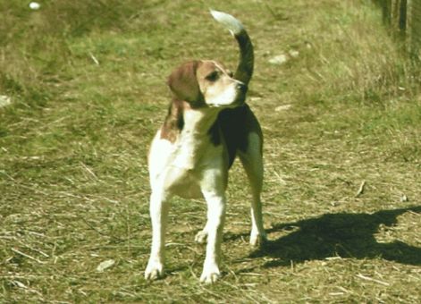 beagle-harrier.jpg
