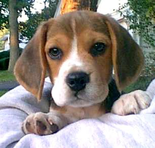 beagle2.jpg